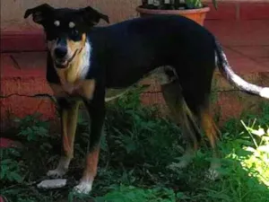 Cachorro raça Vira-latas idade 1 ano nome Charlie