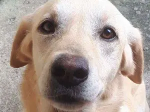 Cachorro raça labrador idade 3 anos nome Marley