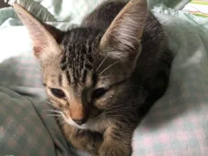 Gato raça SRD idade 2 a 6 meses nome Tanderinha