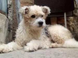Cachorro raça Não sei idade 1 ano nome Malu