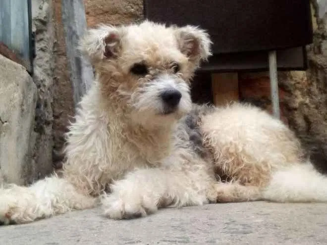 Cachorro ra a Não sei idade 1 ano nome Malu