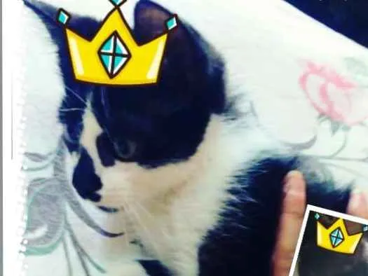 Gato ra a Srd idade 2 a 6 meses nome S/n