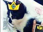 Gato raça Srd idade 2 a 6 meses nome S/n
