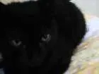 Gato raça Vira-lata idade 2 a 6 meses nome Neguinha