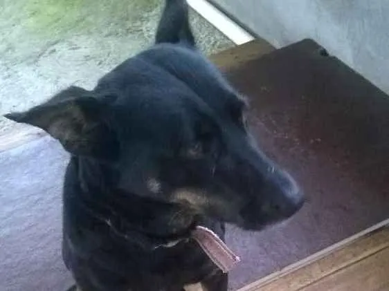 Cachorro ra a Mestiça de Pastor idade 5 anos nome Pitucha