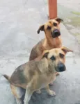 Sandy e Julie