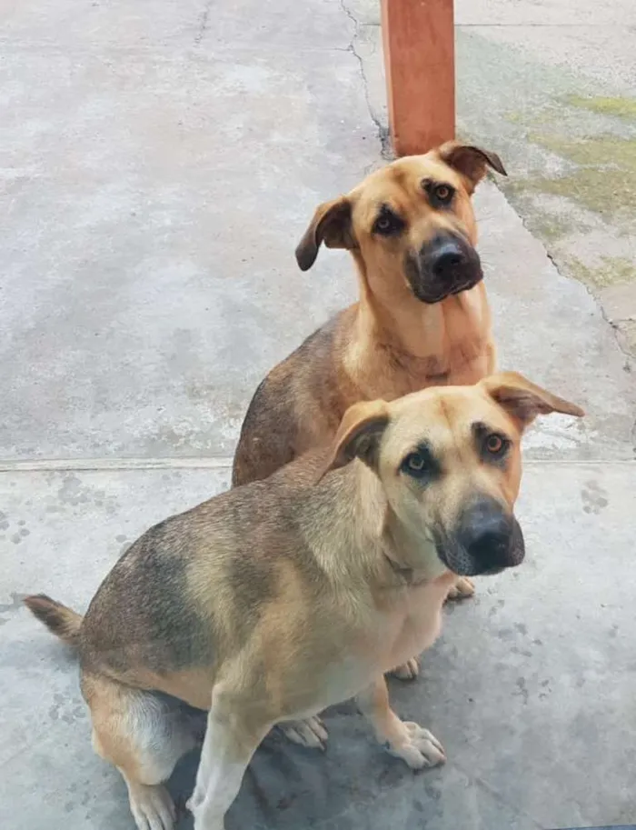 Cachorro ra a Vira Lata idade 1 ano nome Sandy e Julie