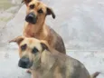 Sandy e Julie