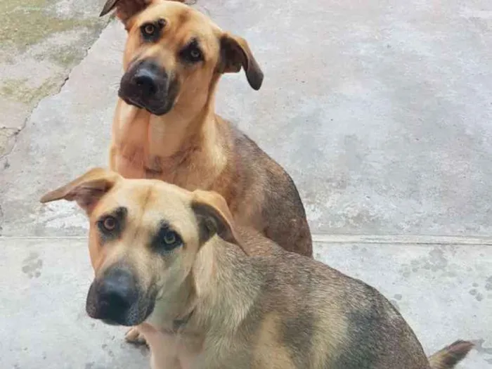 Cachorro ra a Vira Lata idade 1 ano nome Sandy e Julie