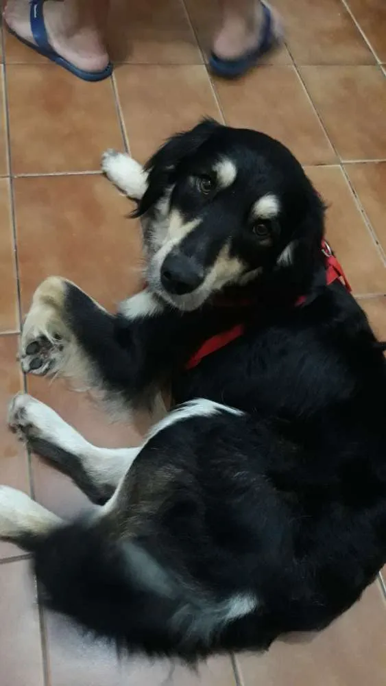 Cachorro ra a Não sei  idade 2 anos nome Não sei ?? 