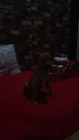Dobby