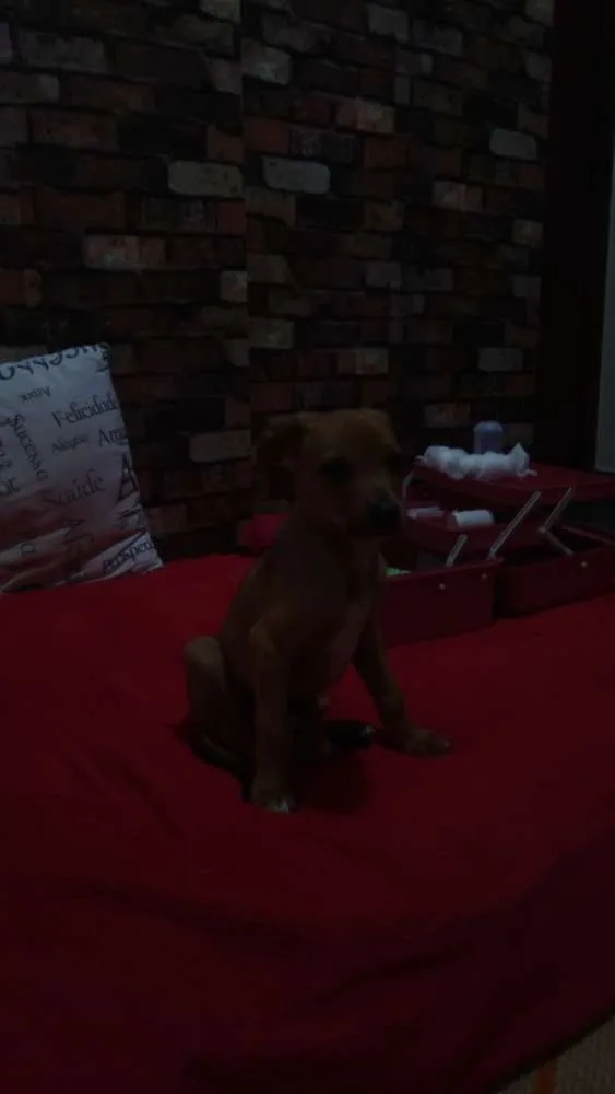Cachorro raça SRD idade 2 a 6 meses nome Dobby