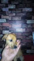 Dobby
