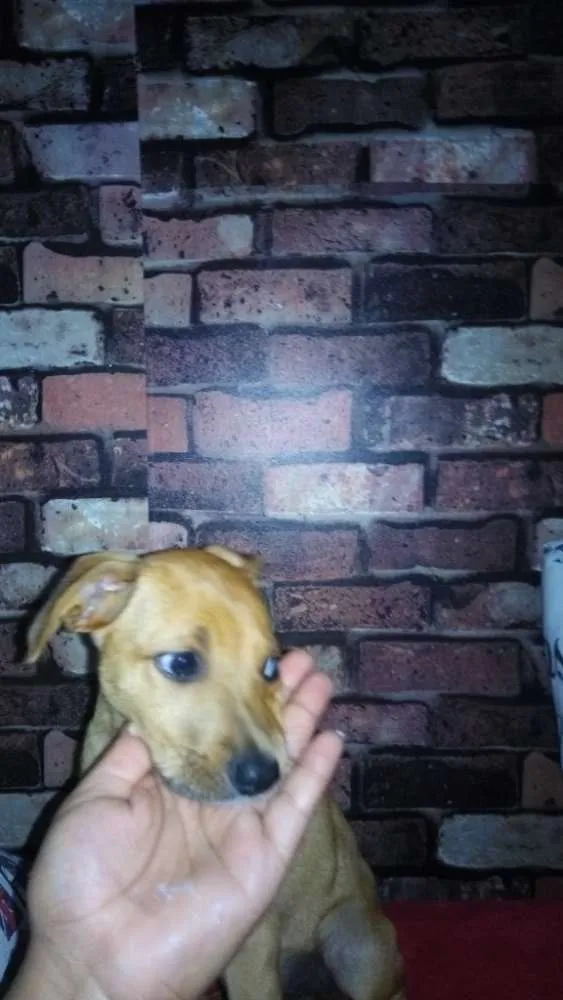 Cachorro raça SRD idade 2 a 6 meses nome Dobby
