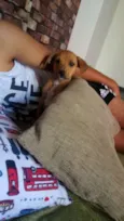 Dobby