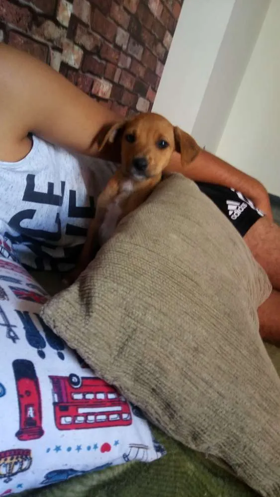 Cachorro raça SRD idade 2 a 6 meses nome Dobby