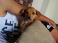 Dobby