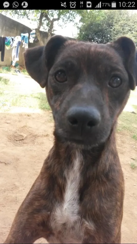 Cachorro ra a viralata idade 2 anos nome Beethoven Alvim