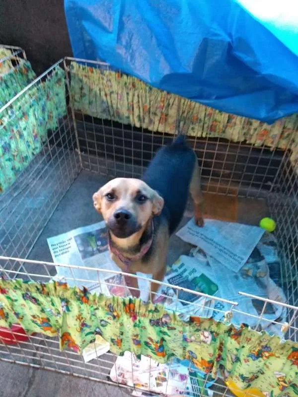 Cachorro raça SRD idade 1 ano nome nick