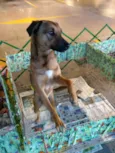 Cachorro raça SRD idade 2 anos nome léo