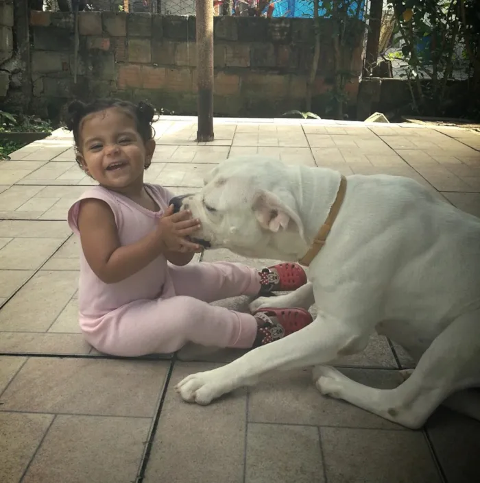 Cachorro ra a Boxer idade 4 anos nome Lizie