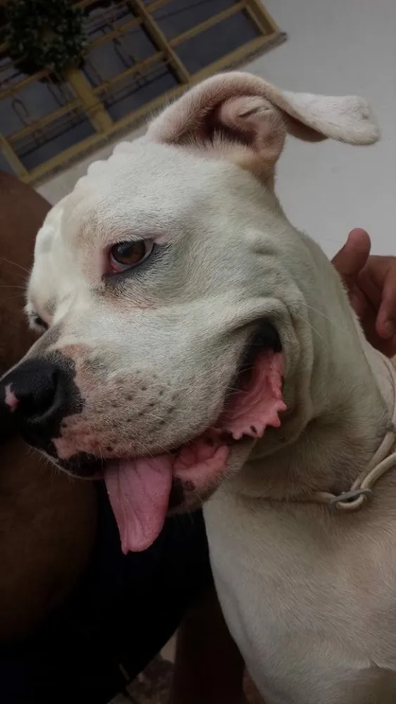 Cachorro ra a Boxer idade 4 anos nome Lizie