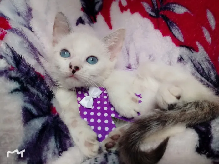 Gato ra a SRD idade 2 a 6 meses nome Chanel 