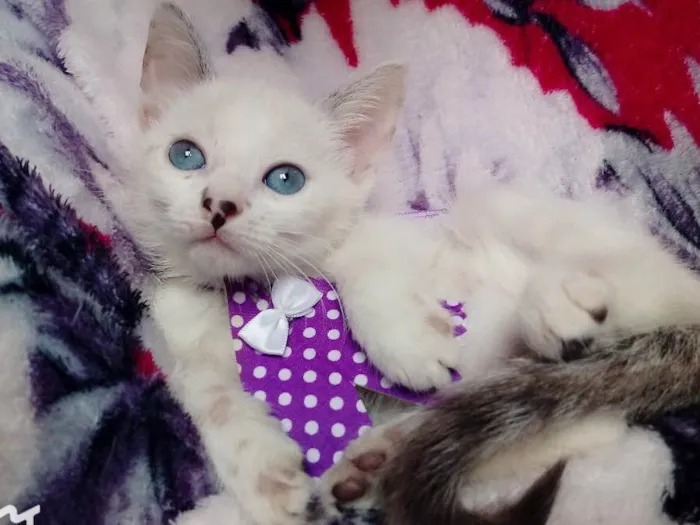 Gato ra a SRD idade 2 a 6 meses nome Chanel 
