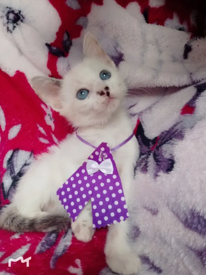 Gato ra a SRD idade 2 a 6 meses nome Chanel 