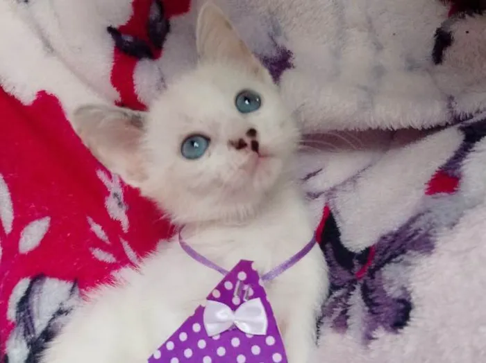 Gato ra a SRD idade 2 a 6 meses nome Chanel 