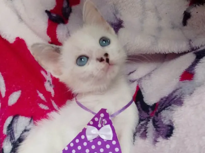 Gato ra a SRD idade 2 a 6 meses nome Chanel 