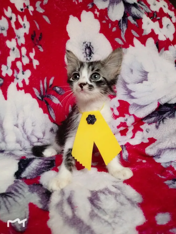 Gato ra a SRD idade 2 a 6 meses nome MILY