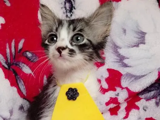Gato ra a SRD idade 2 a 6 meses nome MILY