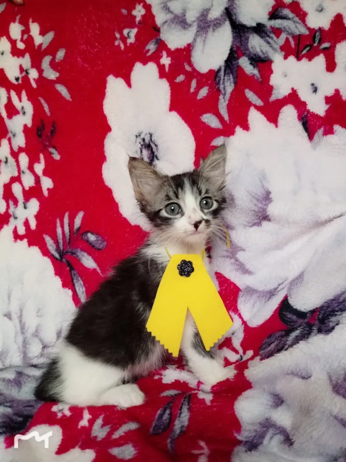 Gato ra a SRD idade 2 a 6 meses nome MILY