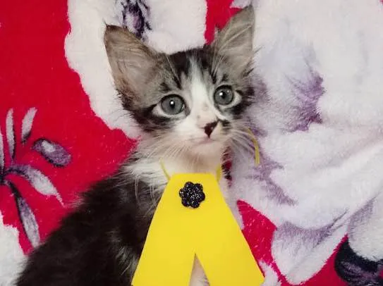 Gato ra a SRD idade 2 a 6 meses nome MILY