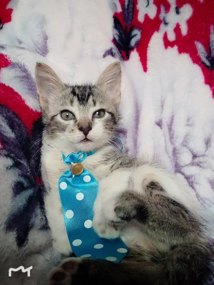 Gato ra a SRD idade 2 a 6 meses nome TAZ 