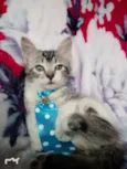 TAZ