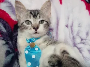 Gato raça SRD idade 2 a 6 meses nome TAZ 