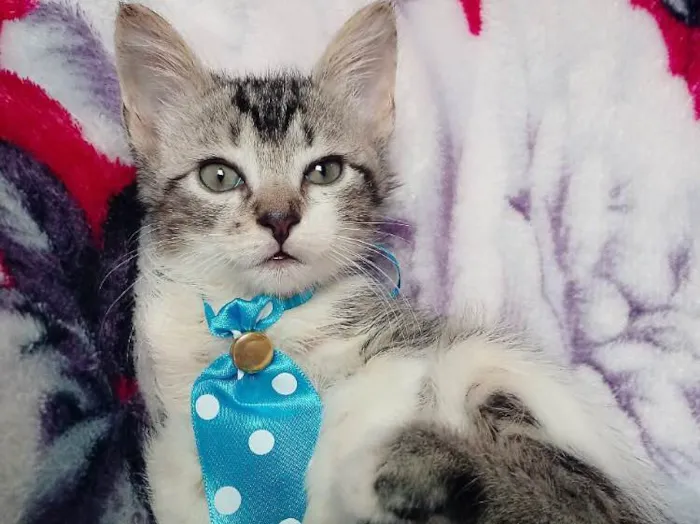 Gato ra a SRD idade 2 a 6 meses nome TAZ 