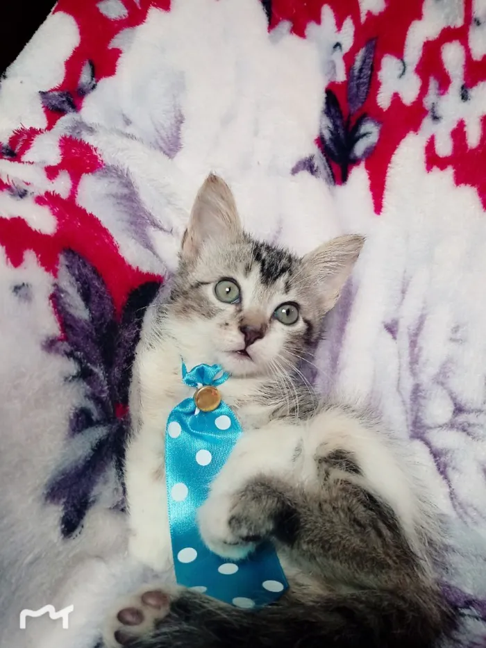 Gato ra a SRD idade 2 a 6 meses nome TAZ 