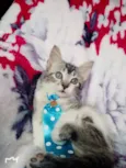 TAZ