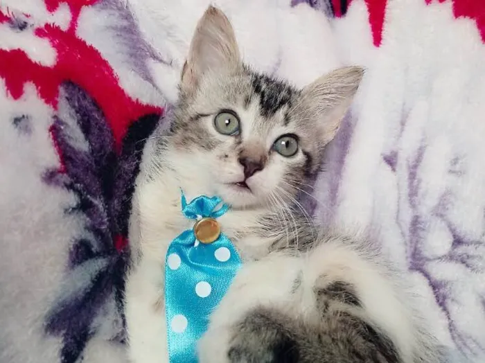 Gato ra a SRD idade 2 a 6 meses nome TAZ 