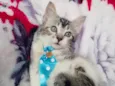 TAZ