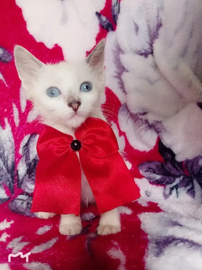 Gato ra a SRD idade 2 a 6 meses nome MILLA 