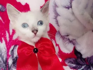 Gato raça SRD idade 2 a 6 meses nome MILLA 