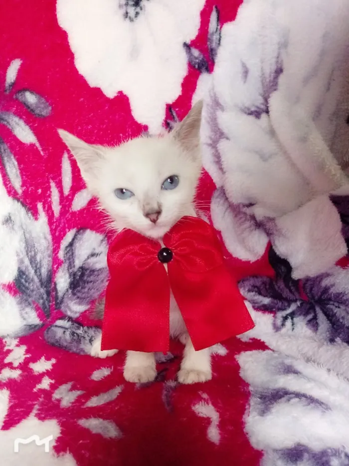 Gato ra a SRD idade 2 a 6 meses nome MILLA 