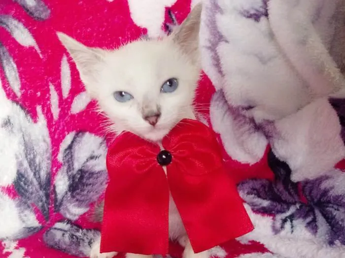 Gato ra a SRD idade 2 a 6 meses nome MILLA 