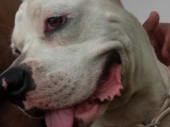 Cachorro ra a Boxer idade 4 anos nome Lizie