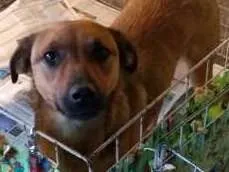 Cachorro raça SRD idade 2 anos nome léo