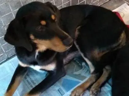 Cachorro ra a sr idade 7 a 11 meses nome irmãos